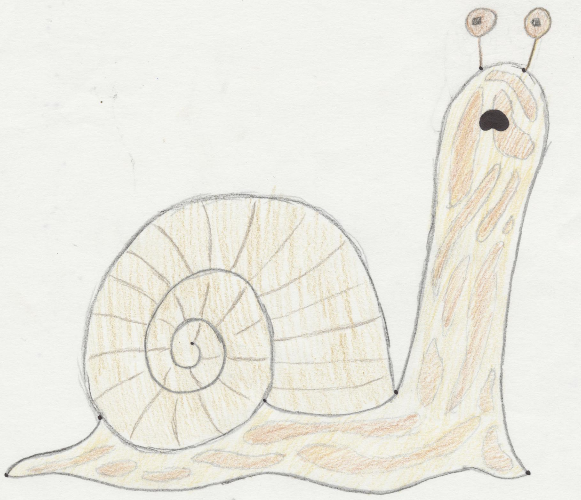 snail snail